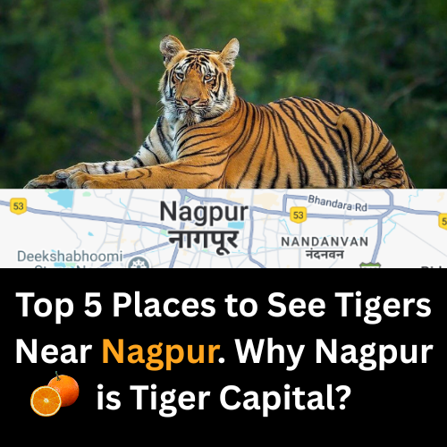 Tigers Near Nagpur